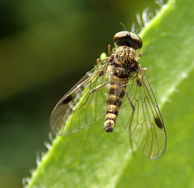Rhagionidae: Maschio di Chrysopilus sp.